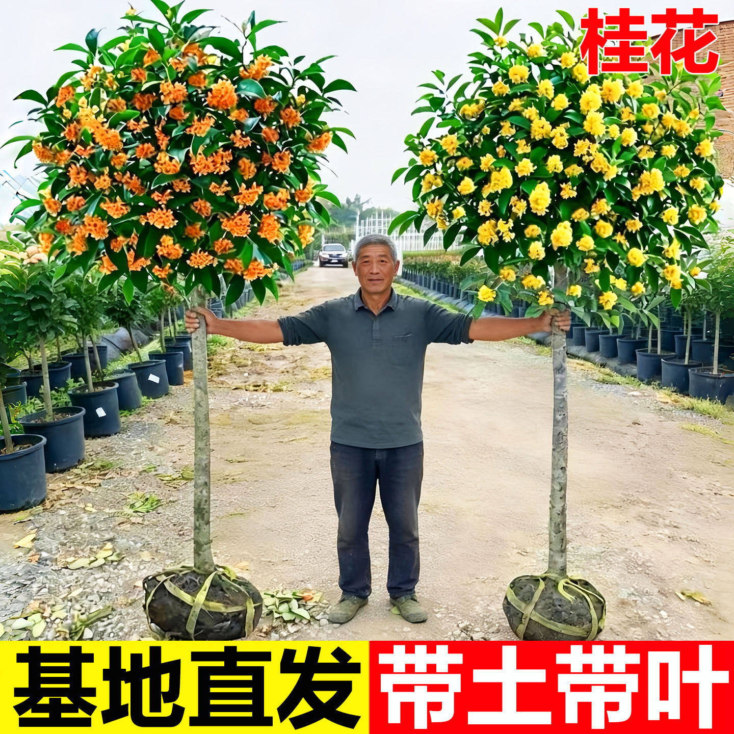 桂花树苗四季盆栽可食用开