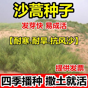 沙蒿籽沙蒿子沙蒿种子固沙牧草种籽草蒿荒地蒿荒漠蒿种子牧草种子