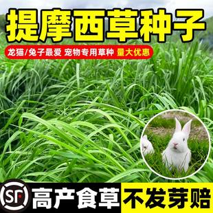 提摩西草种籽梯牧草猫尾草多年生优质草兔子豚鼠荷兰猪牧草种子