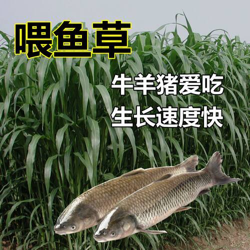 进口苏丹草牧草草籽四季播种