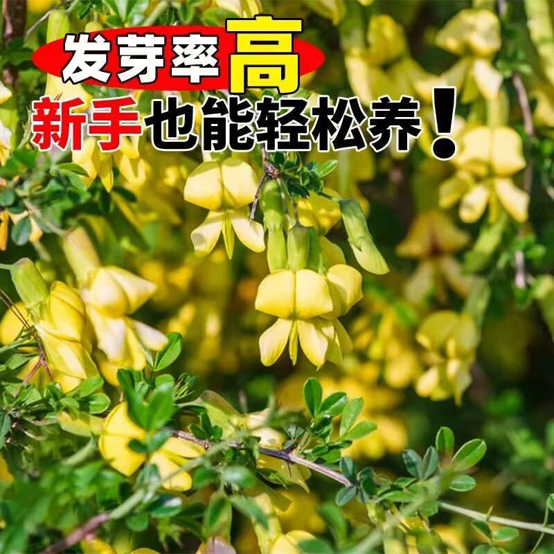 柠条种子四季护坡灌木草籽