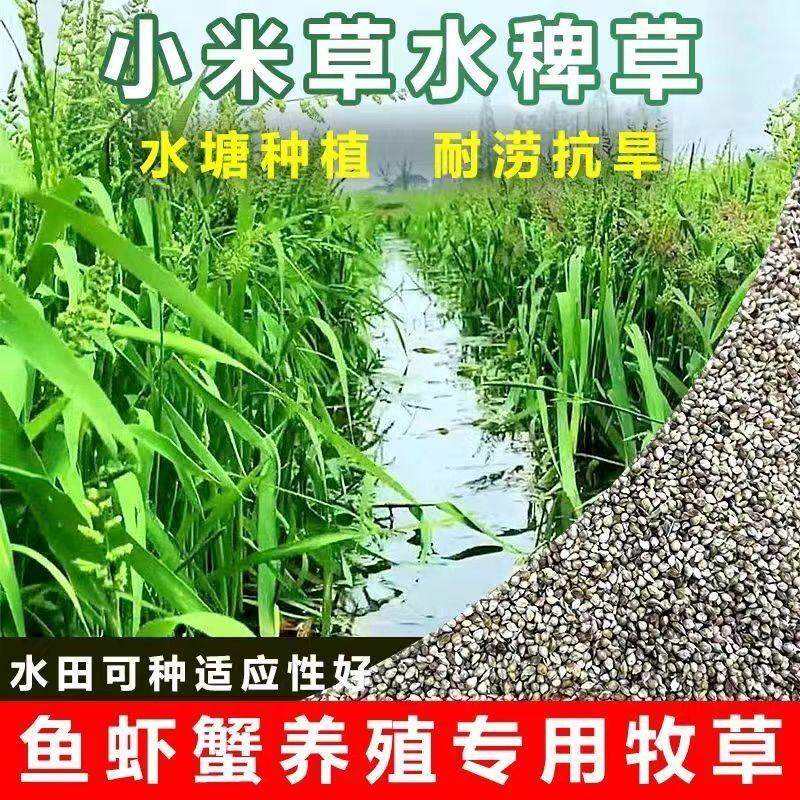 优质小米草种子水耐淹鱼虾