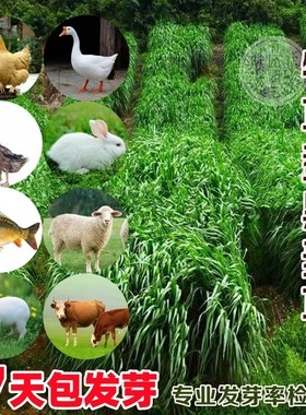 黑麦草种籽子四季播种多年生耐寒