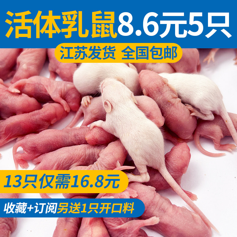 活乳鼠小白鼠宠物蛇无菌爬宠活饵饲料