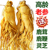 人参泡酒用中药材长白山人参东北特产鲜人参煲汤滋补足龄好人参