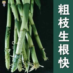 极速富贵竹粗杆纯水培植物水养水里养的H水泡不用晒太阳放餐桌办