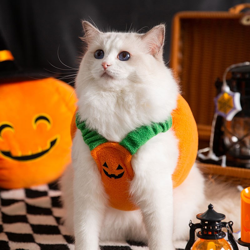 新品宠物猫咪万圣节南瓜灯变身装秋冬保暖布偶猫S英短美短猫咪网