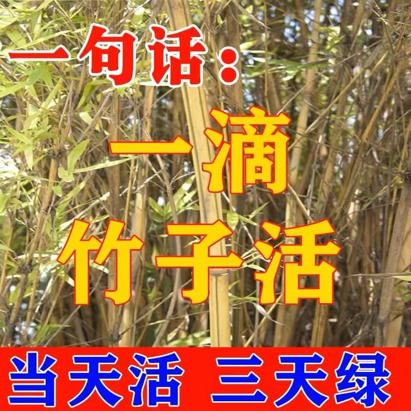 极速竹子生根剂烂根药盆栽绿植专用肥料I绿竹成活营养液复活剂死