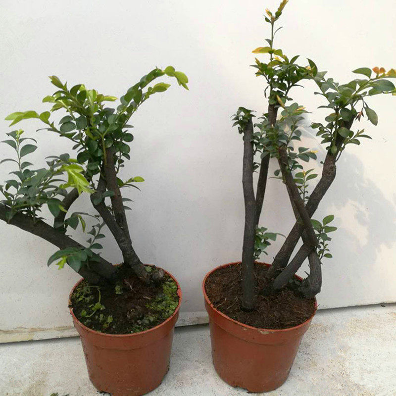 极速黑骨a香 盆景植物办公桌摆放好养 树桩观叶四季常青室内吸甲