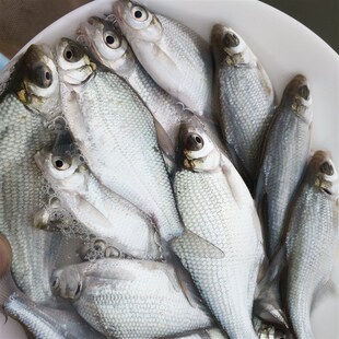 极速武昌鱼苗鳊鱼扁鱼团头鲂x三角鲂边鱼苗淡水养殖观赏鱼重庆水f