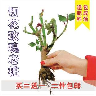 极速种易活玖g瑰大朵特大可食用浓香型大红大盆栽室外6年玫瑰花苗