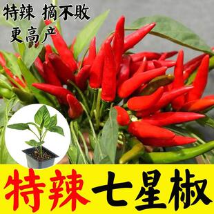 特辣七星椒苗秧苗高产辣椒种苗种子大果尖椒春季四季农家田园盆栽
