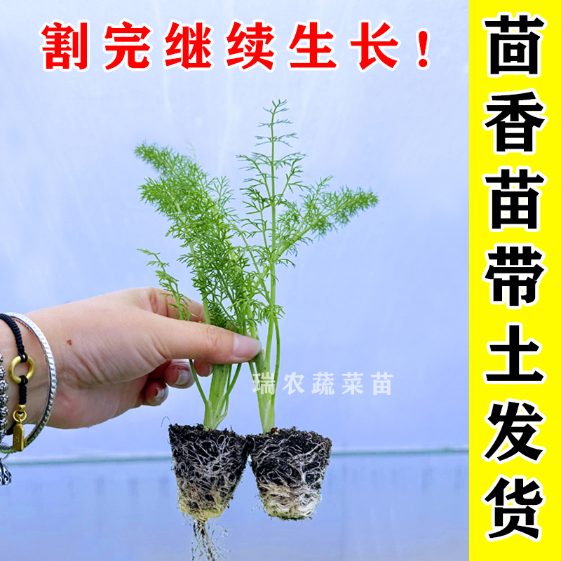 茴香苗带土根秧老品种新鲜