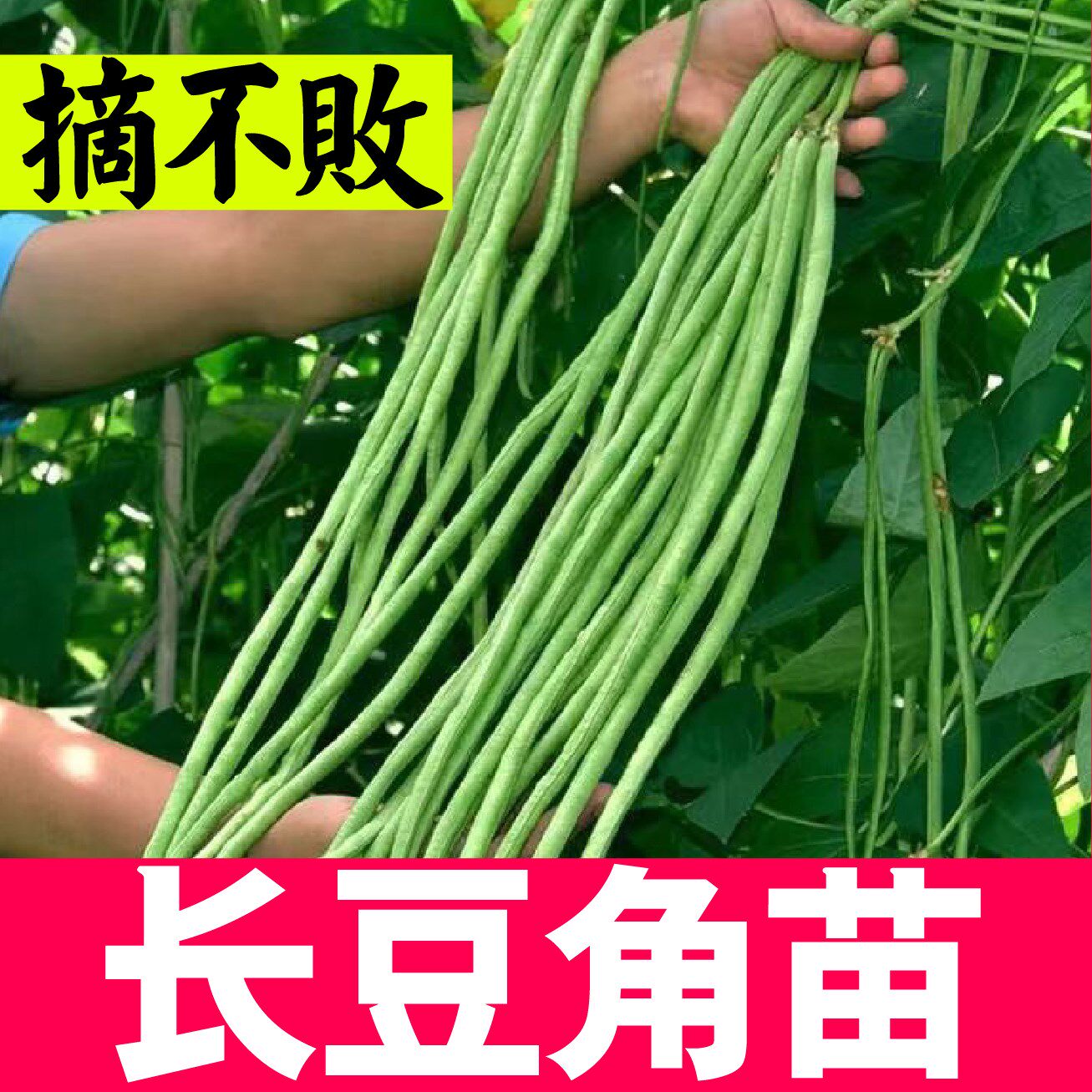 摘不败绿长豆角苗秧苗带土四季盆栽高产豇豆苗长缸豆苗种植蔬菜苗