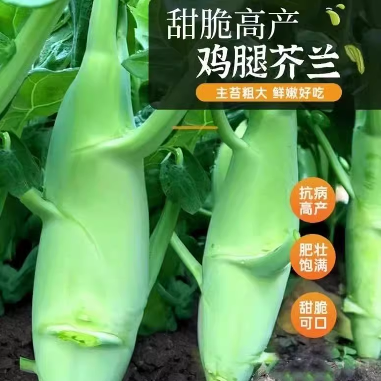 甜脆鸡腿芥蓝种子粗条籽兰