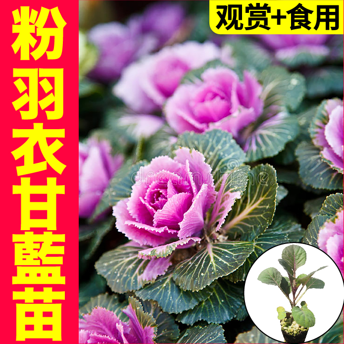 粉绿紫白羽衣甘蓝苗秧带土