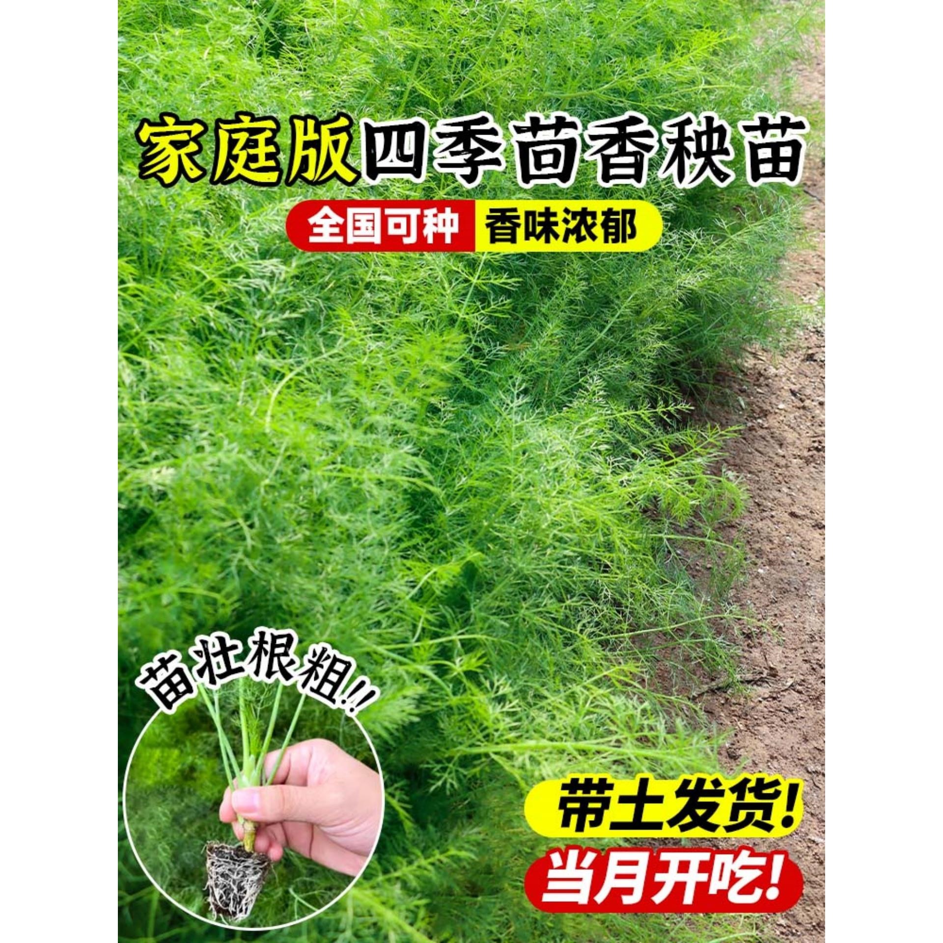 茴香秧苗种小菜阳台带根四