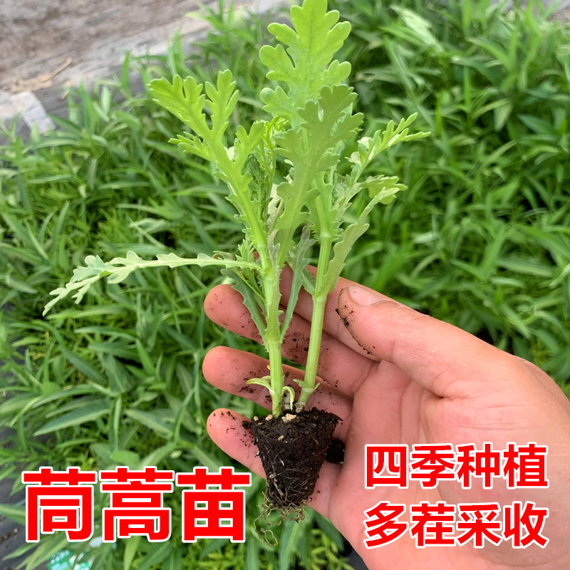茼蒿苗秧苗茴香苗四季蔬菜苗空心菜苗生菜苗带土包邮盆栽阳台种植