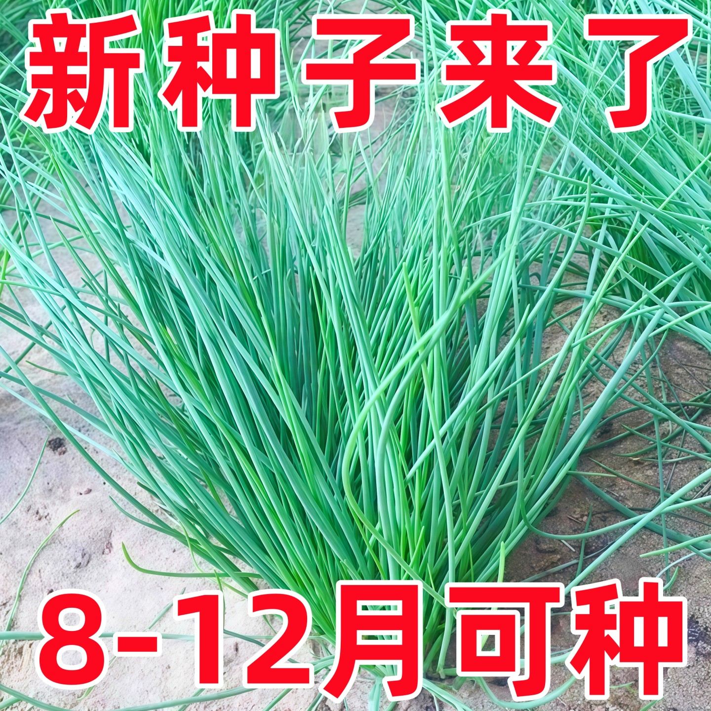 沙葱种子根苗新鲜内蒙古韭