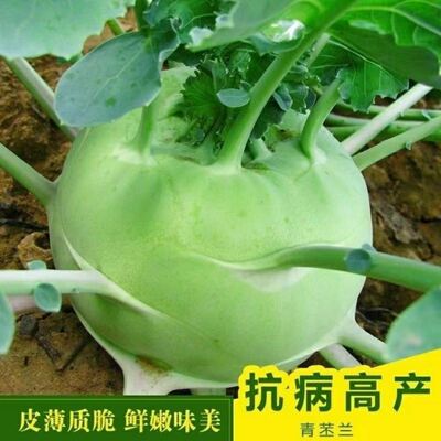 苤蓝苗秧苗秋季四季种易活丕蓝菜籽丕兰苤菜根苤蓝种菜苗秧苗春季