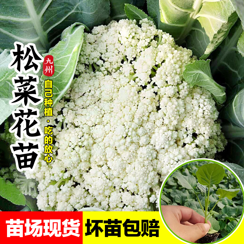 有机花菜秧苗60天早熟青梗散寿光种子菜花苗子带土120天花椰菜苗