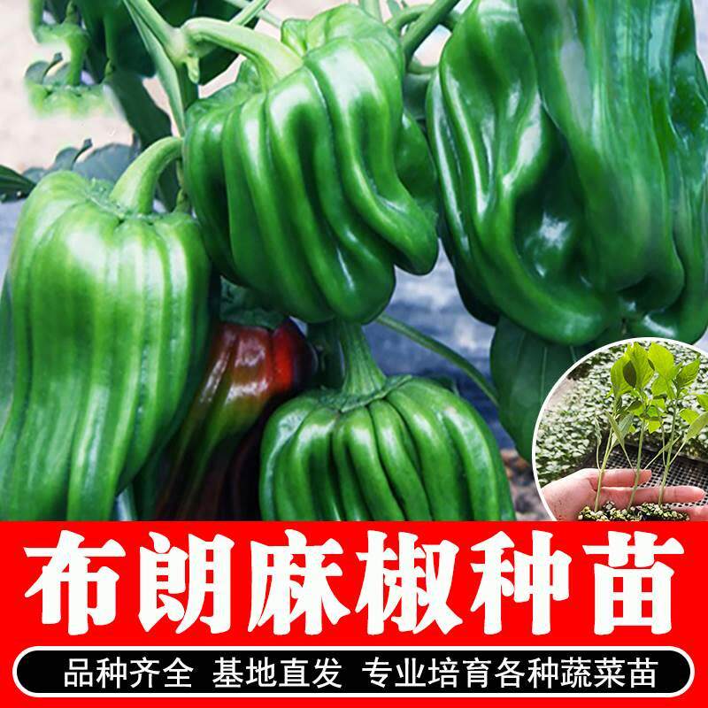 布朗麻椒苗秧苗薄皮辣椒蔬菜种子春季麻辣青椒灯笼椒种籽辣椒苗秧
