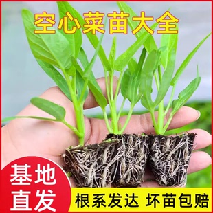 三叉空心菜苗带根秧苗竹叶菜种籽大叶通心菜种子四季藤藤菜苗柳叶