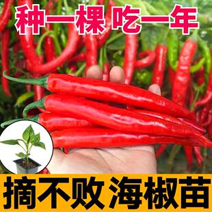 大海椒苗四川树海椒种籽菜四季辣椒苗秧辣子苗秦椒苗老品种蔬菜苗