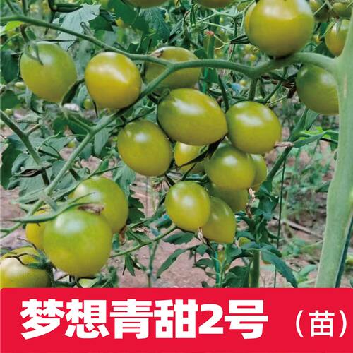梦想青甜二号嫁接苗绿色樱