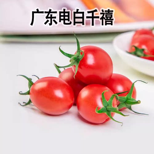 电白千禧小番茄苗秧苗四季超甜广东广州茂名冰糖千玺千喜圣女果苗