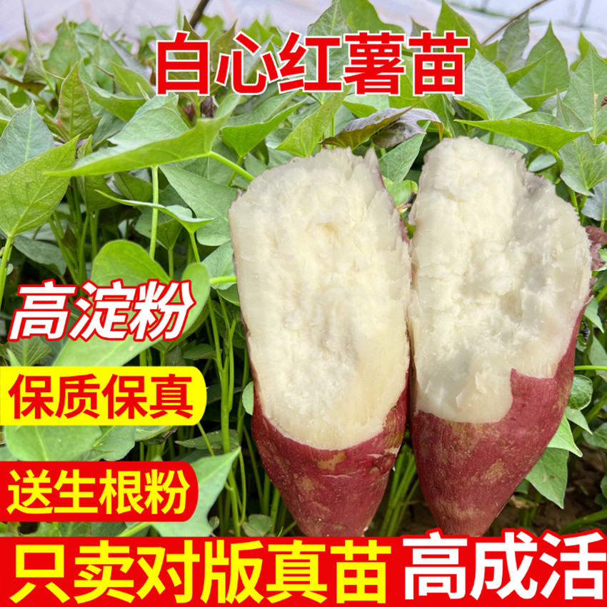 白心红薯苗高淀粉商19板栗图片