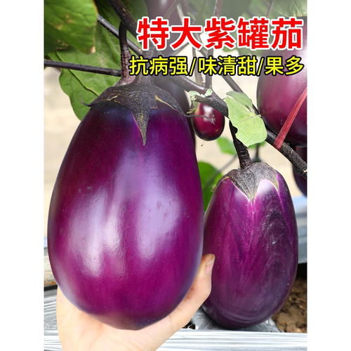 特大紫罐茄种子苗圆牛心高