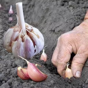 农家土蒜种蒜种本地蒜种子打出蒜苔的早蒜红根紫皮老品种蒜苗种籽