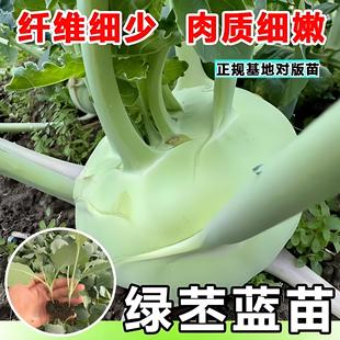 水果青苤蓝秧苗带土苤兰苗秧芥兰苗子四季蔬菜苗疙瘩咸菜苤蓝种子