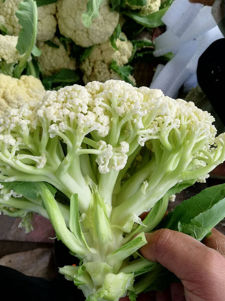 西兰花种子苗青梗松菜籽孑秧图片