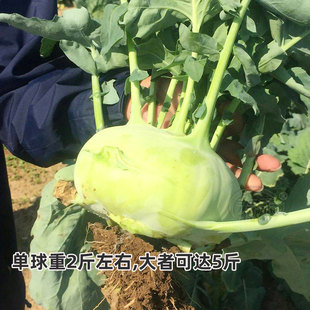 苤蓝秧苗带土疙瘩种子苤兰种籽芥蓝芥兰头大头菜球茎甘蓝水果丕蓝