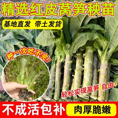 青莴笋秧苗带土四季尖叶红皮老品种莴苣苗秧本地青笋种子耐寒寿光
