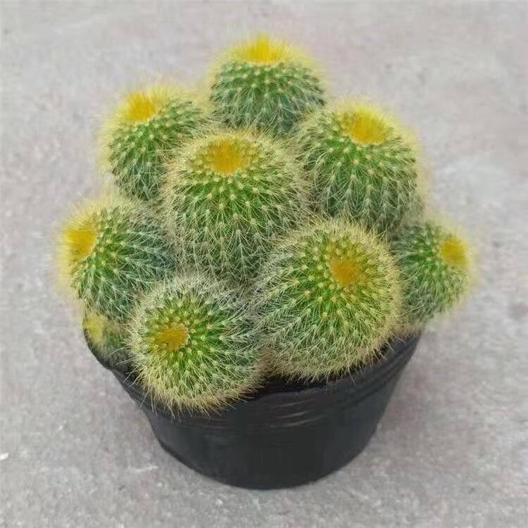 多肉植物仙人球掌金丝猴多头金冠组合花卉盆栽耐寒耐旱植物