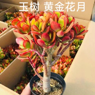 黄金花月玉树盆栽老桩彩色玉树多肉植物室内盆栽好养红叶玉树大株