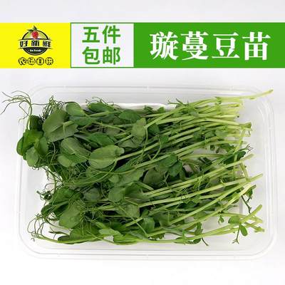 新鲜水培璇蔓豆苗Pea Shoots西餐摆盘食材摆盘装饰素食沙拉豌豆苗