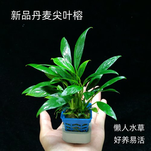 迷你丹麦尖叶榕鱼缸造景真水草