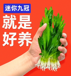 迷你九冠水草养鱼造景植物细叶铁大叶鱼缸新手懒人活体淡水榕阴性