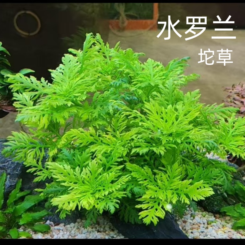 水罗兰坨草鱼缸造景水草植物淡水阴性后景新手懒人净水增氧真草