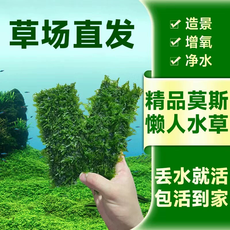 莫斯阴性水草无需水草泥造景装饰水草大三角小三角增氧净化水质
