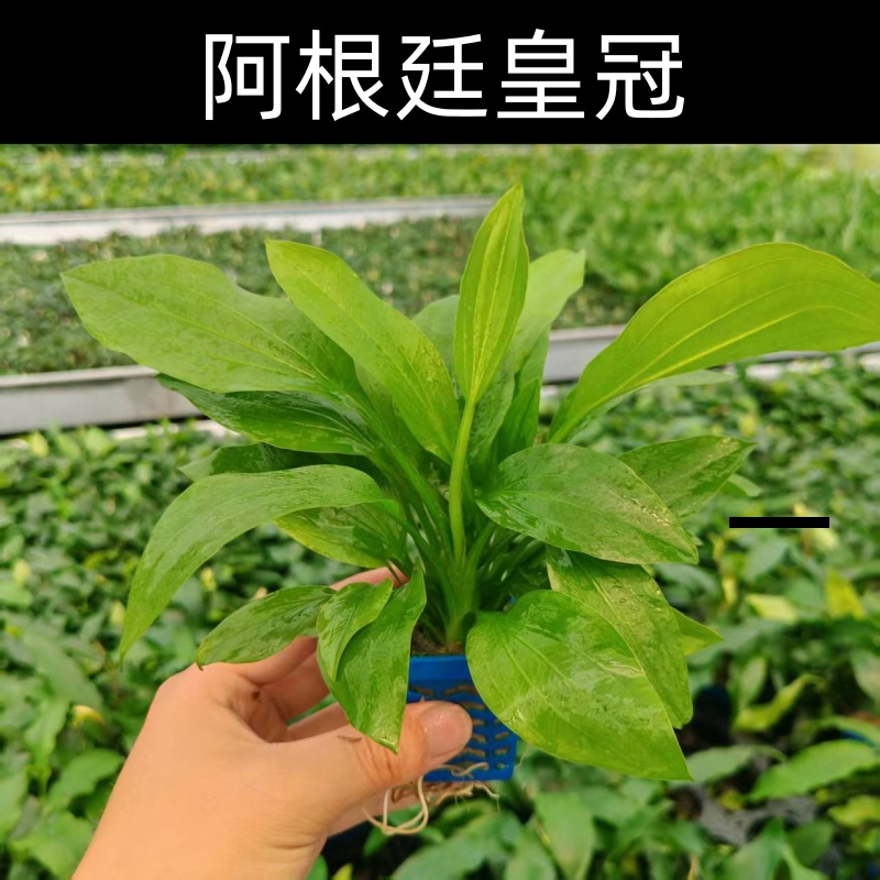 阿根廷皇冠水草鱼缸挺水造景