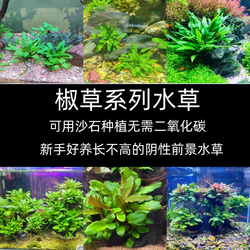 鱼缸造景水草阴性新手