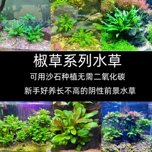 椒草系列鱼缸造景水草阴性新手无需二氧化碳前中景装饰活体植物