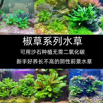 鱼缸造景水草阴性新手