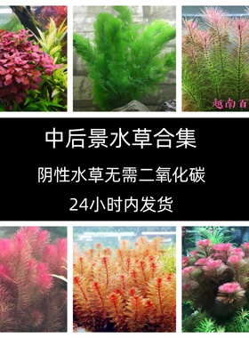 中后景水草鱼缸草缸红色造景增氧活植物新手绿植阴性无需二氧化碳