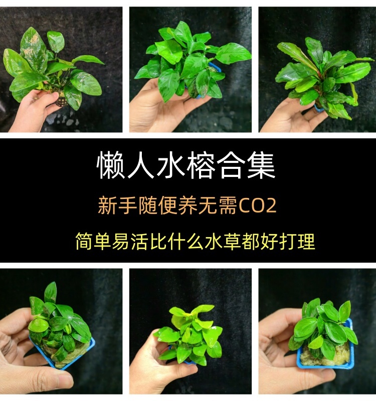水榕水草阴性新手入门好养易活鱼缸草缸石头沉木造景无需二氧化碳
